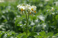 Kartoffelblüte Kartoffelblüte