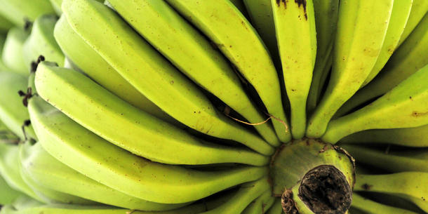 Neue Pilzkrankheit Kann Forschung Die Banane Retten Forschung Transgen De