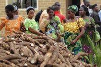 Cassava Cassava