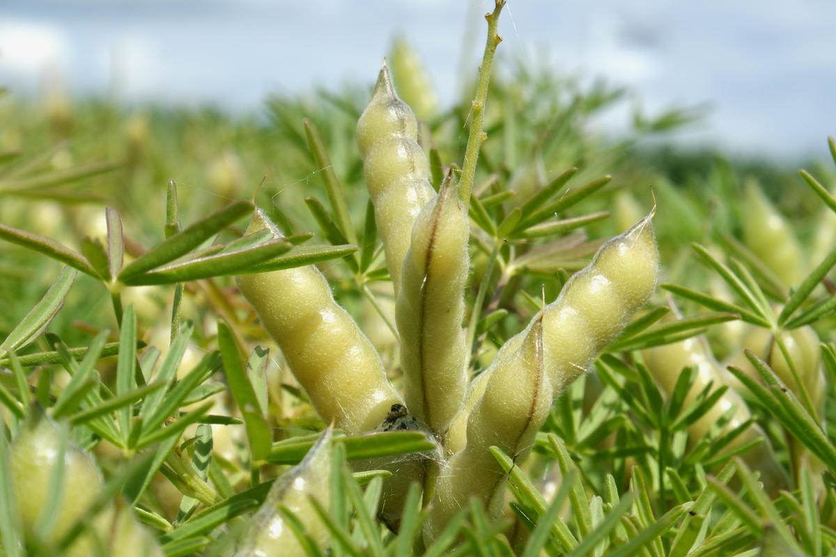 Lupine Lexikon Nutzpflanzen transgen.de