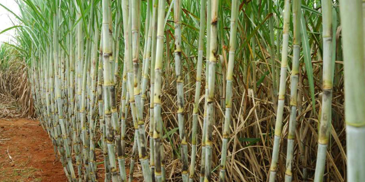 Известно что сахарный тростник. Сахарный тростник культивируемый. Сахарный тростник новая Гвинея. Сахарный тростник в Южной Азии. Сахарный тростник Испания.