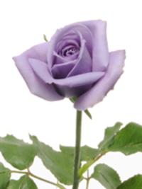 Rose Rose