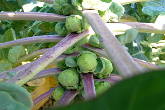 Rosenkohl Rosenkohl