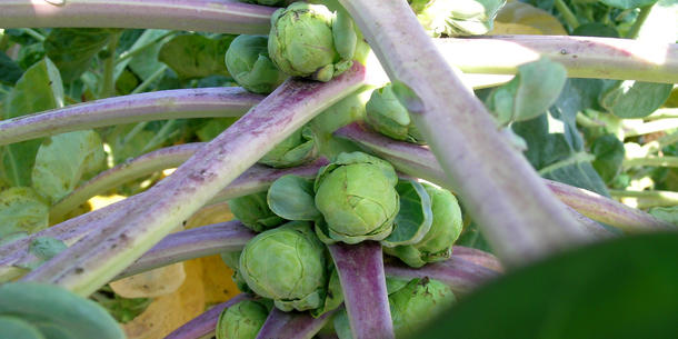Rosenkohl Rosenkohl