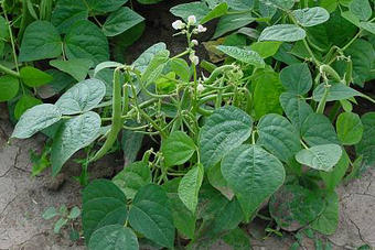 Gartenbohne