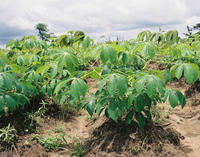 Cassava 