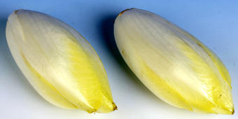 Chicorée Chicorée