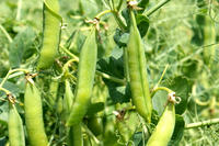 Erbsen Erbsen