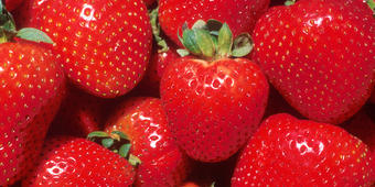 Erdbeeren Erdbeeren