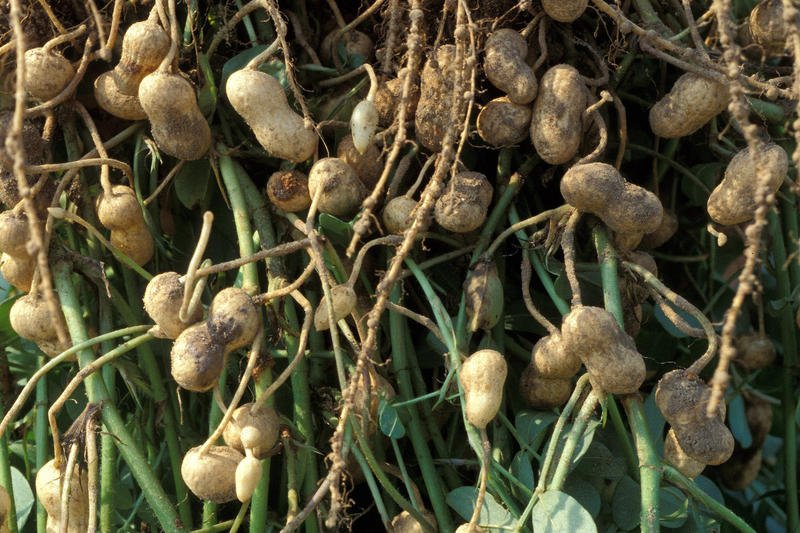 Erdnuss - Lexikon Nutzpflanzen - Transgen.de