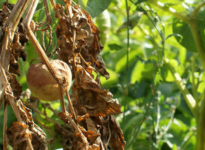 Befall durch Phytophthora