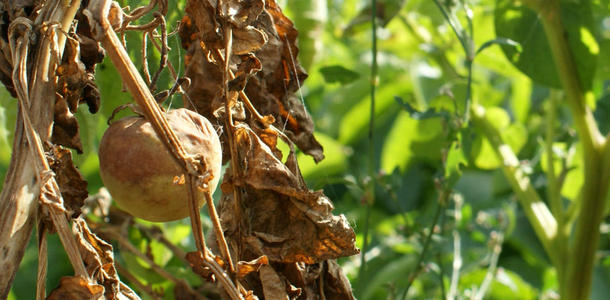 Befall durch Phytophthora