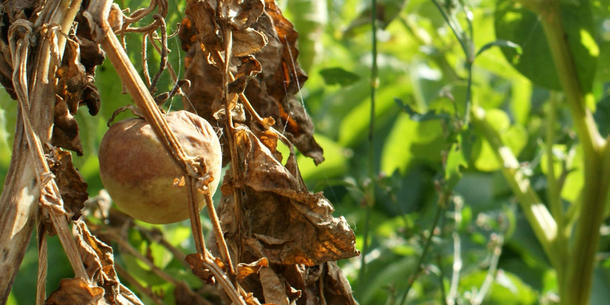 Befall durch Phytophthora Befall durch Phytophthora