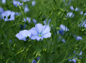 Flachsblüte