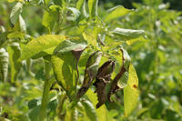Befall durch Phytophthora Befall durch Phytophthora