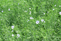 blühender Lein blühender Lein