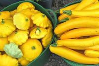 Zucchini Zucchini
