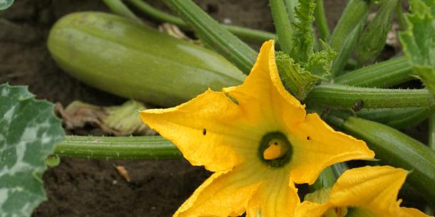 Zucchini Zucchini