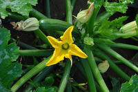 Zucchiniblüte