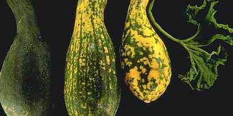 Zucchini Zucchini