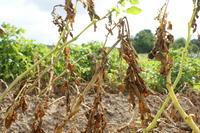 Befall durch Phytophthora Befall durch Phytophthora