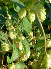 Hopfenblüte Hopfenblüte