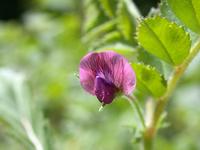 Kichererbse Blüte Kichererbse Blüte