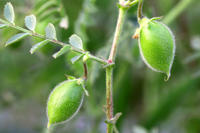 Kichererbse Frucht Kichererbse Frucht