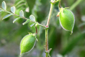 Kichererbse Frucht Kichererbse Frucht