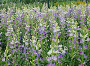 Lupine