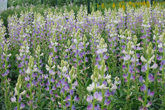 Lupine