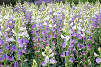 Lupine