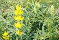 blühende Lupine