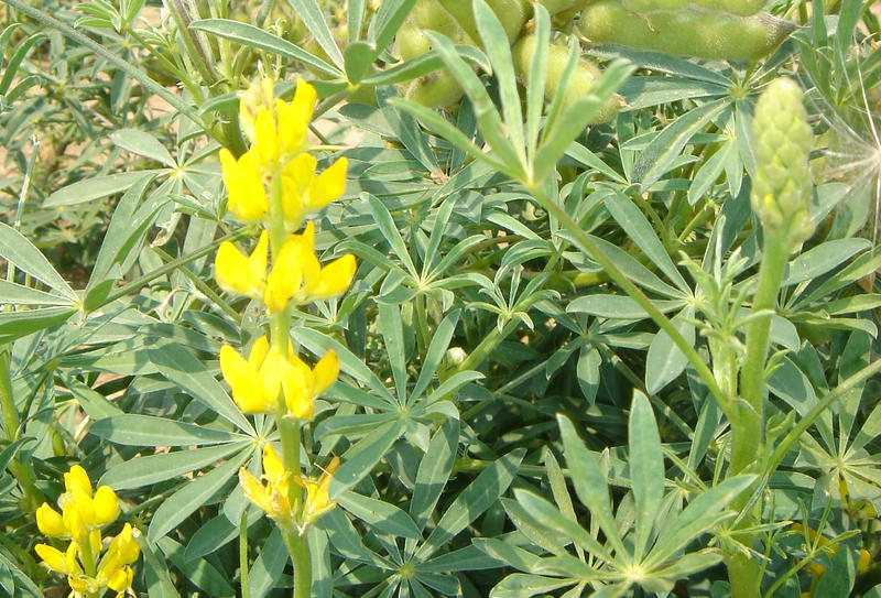 Lupine - Lexikon Nutzpflanzen - transgen.de