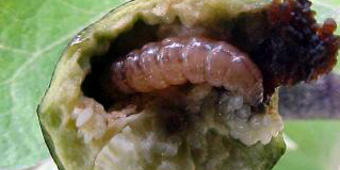 Raupe in Okrafrucht Raupe in Okrafrucht