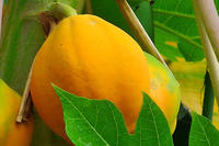 Papaya Papaya