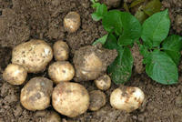 Kartoffelknollen Kartoffelknollen
