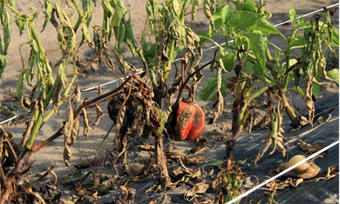 Paprika auf dem Feld Paprika auf dem Feld