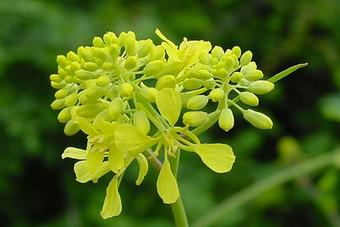 Senfblüte Senfblüte