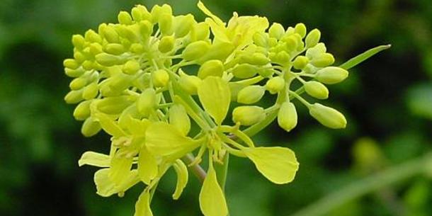 Senfblüte Senfblüte
