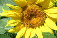 Sonnenblume Sonnenblume
