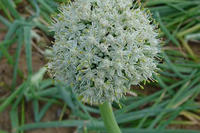 Zwiebelblüte Zwiebelblüte