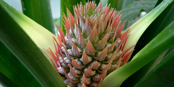 Ananasblüte Ananasblüte