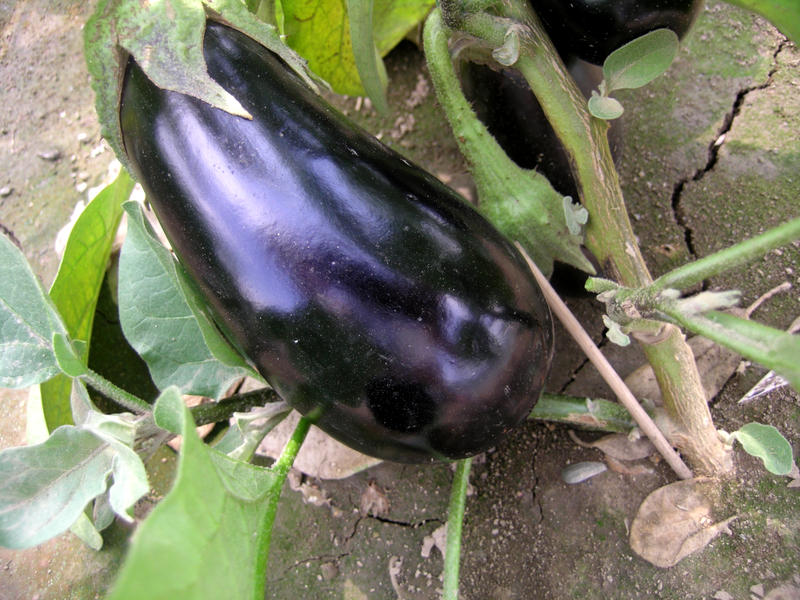 Aubergine Lexikon Nutzpflanzen Transgen De
