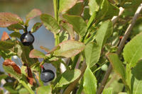 Blaubeeren Blaubeeren