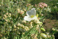 blühender Blumenkohl blühender Blumenkohl