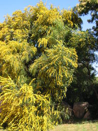 blühender Eukalyptus blühender Eukalyptus