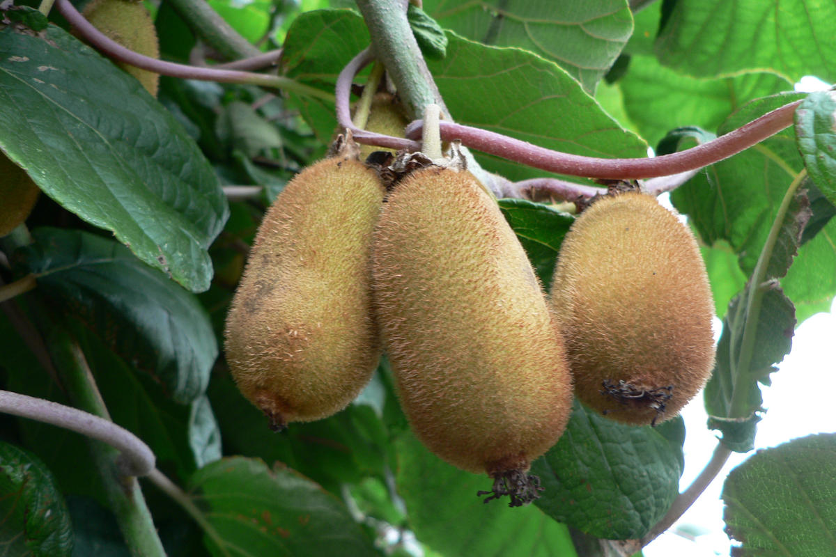 Kiwi Lexikon Nutzpflanzen transgen.de