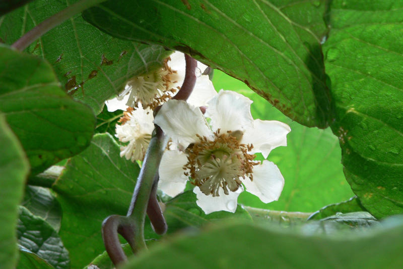 Kiwi Lexikon Nutzpflanzen transgen.de