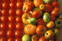 Tomate, Vielfalt Tomate, Vielfalt